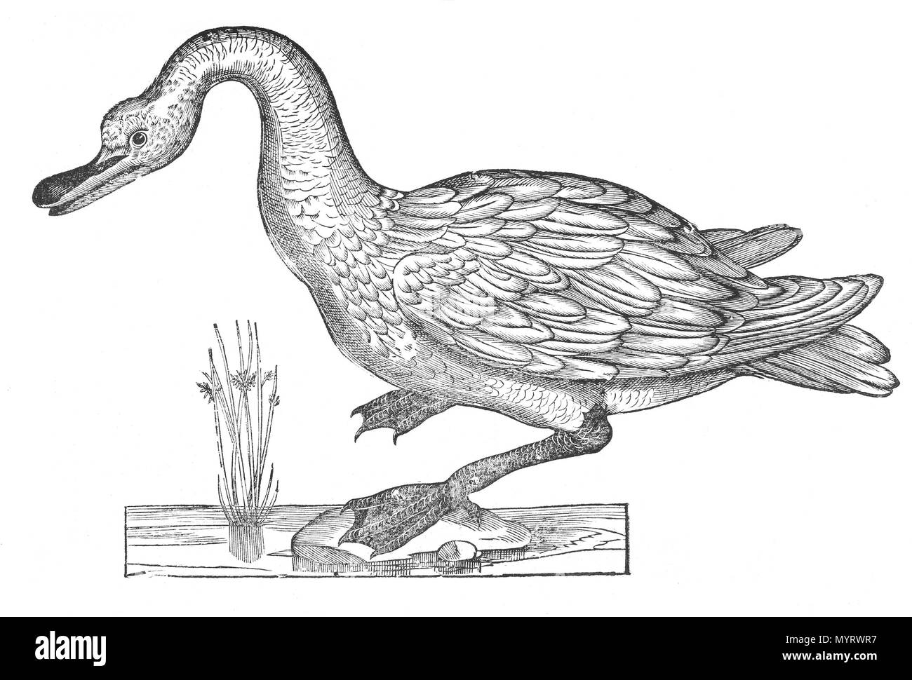 . Ornithologiae Hoc est De avibus historiae Libri XII. Ulisse Aldrovandi (1522 - 1605) Alternative Namen Ulysses Aldrovandi; Ulisses Aldroandi Vlyssis Aldroandi;;;; Ulisse Aldrovandi Aldrovandus Aldroandi; Aldrovandi Beschreibung italienischer Entomologe, Naturforscher, Botaniker, Ornithologen, Zoologe und Maler Geburtsdatum / Tod 11. September 1522 vom 4. Mai 1605 Ort der Geburt / Todes Bologna Bologna Arbeitsort Rom (1549), Bologna (1542-1548), Padua (1548 - 1549); Bologna (1553-1605) Kontrolle: Q 321358 VIAF:?: 100190422 ISNI? 0000 0001 1862 6480 ULAN:? 500342675 LCCN:?n 500 Stockfoto