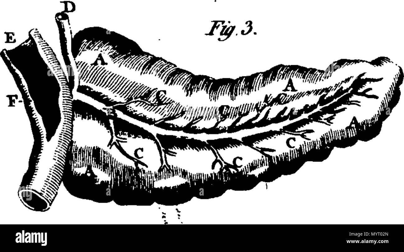 . Englisch: Fleuron aus Buch: Anatomische Dialoge, oder ein brevier der Anatomie. Darin werden alle Teile des menschlichen Körpers sind übersichtlich und genau beschrieben und deren Verwendung erläutert; der junge Arzt darf eine richtige Methode für die Behandlung von Krankheiten, so weit wie möglich hängt von der Anatomie. Vor allem für die jungen Kollegen in der Marine und Armee zusammengestellt. Von einem Herrn der Fakultät. 355 Anatomische Dialoge, oder ein brevier der Anatomie Fleuron T 026546-2 Stockfoto