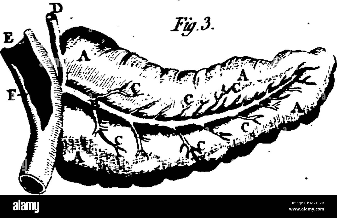 . Englisch: Fleuron aus Buch: Anatomische Dialoge, oder ein brevier der Anatomie. Darin werden alle Teile des menschlichen Körpers sind übersichtlich und genau beschrieben und deren Verwendung erläutert; der junge Arzt darf eine richtige Methode der Krankheiten behandeln, so weit wie möglich hängt von der Anatomie. Vor allem für die jungen Kollegen in der Marine und Armee zusammengestellt. Von einem Herrn der Fakultät. 355 Anatomische Dialoge, oder ein brevier der Anatomie Fleuron T 141562-4 Stockfoto