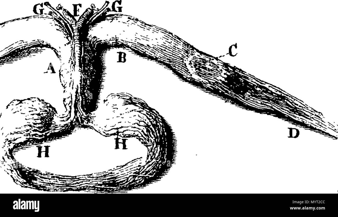 . Englisch: Fleuron aus Buch: Anthropologia Nova: oder, ein neues System der Anatomie. Beschreibt das Tier Oeconomy, und eine kurze Begründung der vielen Temperafarben Vorfall zu menschlichen Körpern. Illustriert mit über achtzig Zahlen, nach dem Leben. Von James Drake, M.D. spät Gefährte der Hochschule der Ärzte und F. R. S. 367 Anthropologia Nova - oder, ein neues System der Anatomie Fleuron T 148837-14 Stockfoto