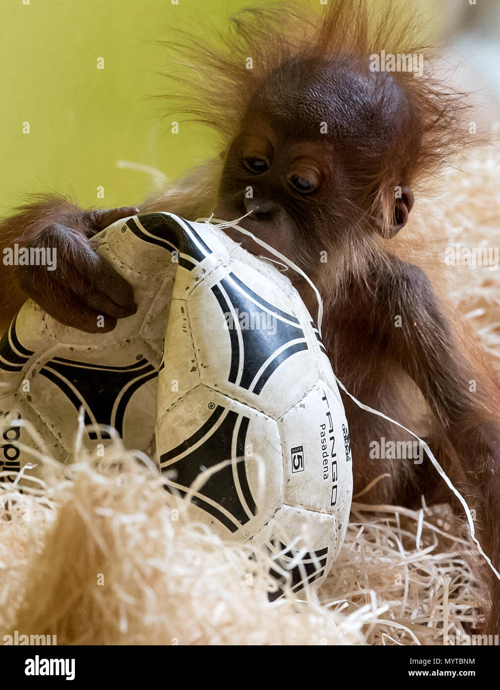 Eine kleine Orang-utan spielt am 17.August 2017 im Tierpark Hellabrunn in München (Bayern) mit einem Fußball in seinem Gehäuse. (Dpa' Orang-utan afterwuchs im Fußballfieber" vom 18.08.2017) Foto: Sven Hoppe/dpa | Verwendung weltweit Stockfoto