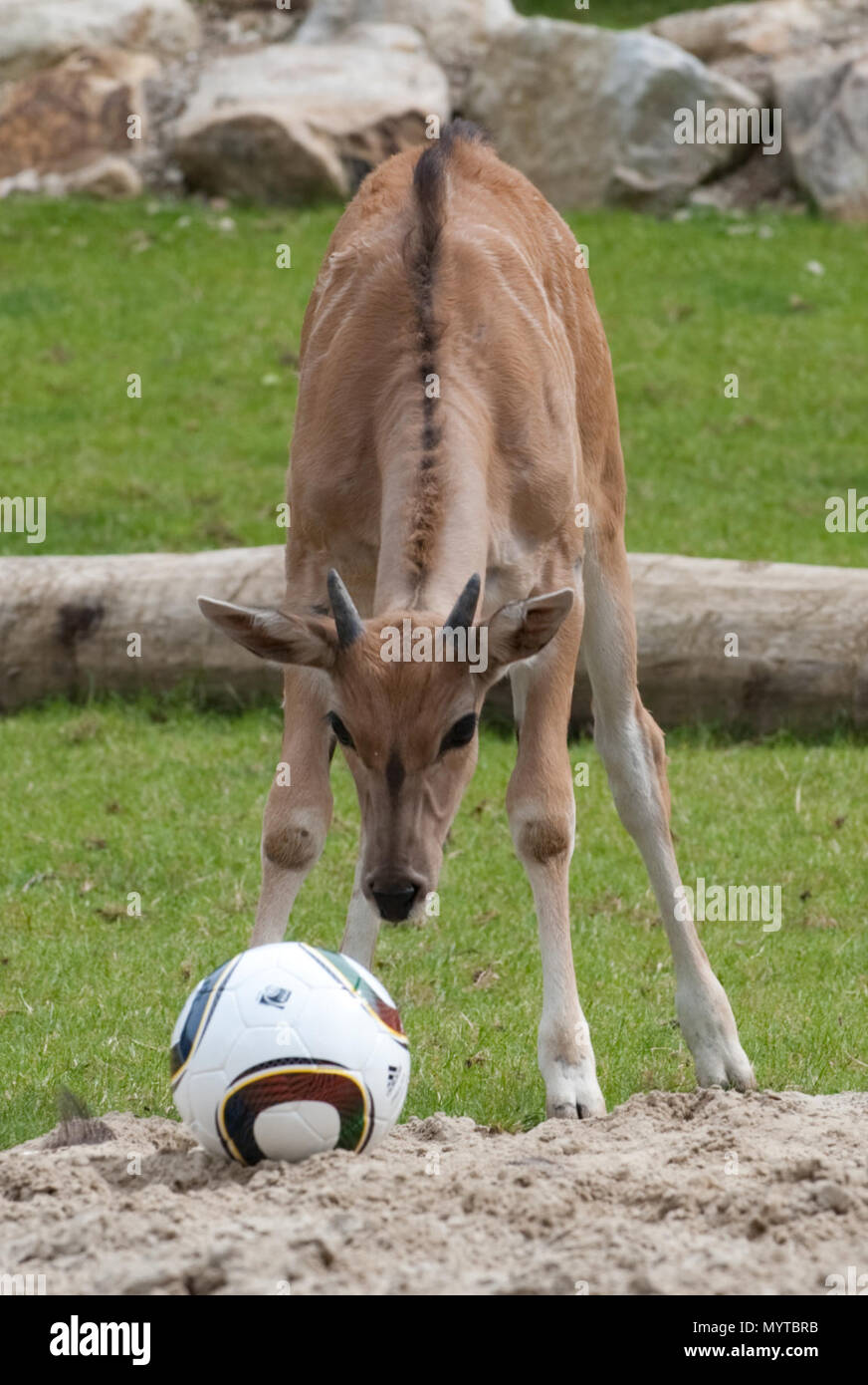 Münster, Deutschland. 08 Juni, 2010. Eine junge elenantilope Schnüffelt am Montag (01.06.2010) in ihrem Gehäuse im Allwetter Zoo Münster auf einem Fußball. Das Fußball-Fieber hat "infiziert" viele Tiere in der nordrhein-westfälischen Zoos wenige Tage vor dem Beginn der Weltmeisterschaft in Südafrika. Während einige noch ihre WM-Eignung zu beweisen, die Anderen sind bereits Aufnahmen warm. Quelle: Bernd Thissen dpa/lnw | Verwendung weltweit/dpa/Alamy leben Nachrichten Stockfoto