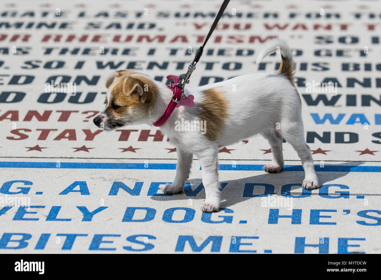 Blackpool, Lancashire. UKWeather. 08.06.2018. Sonnigen Tag nach neuen Jackuahua hund Chico chihuahua Kreuz bei 14 Wochen alt, als er erforscht die Uferpromenade. Bewohner, Urlauber, Ausflügler und Touristen machen Sie einen Spaziergang auf der Strandpromenade Attraktion, eine Komödie Pflaster oder Comedy Teppich auf der Promenade Tower Landspitze. Die Jack-Chi ist eine Kreuzung zwischen einer reinrassigen Chihuahua und Jack Russell Terrier. Credit: MediaWorldImagesAlamyLiveNews. Stockfoto