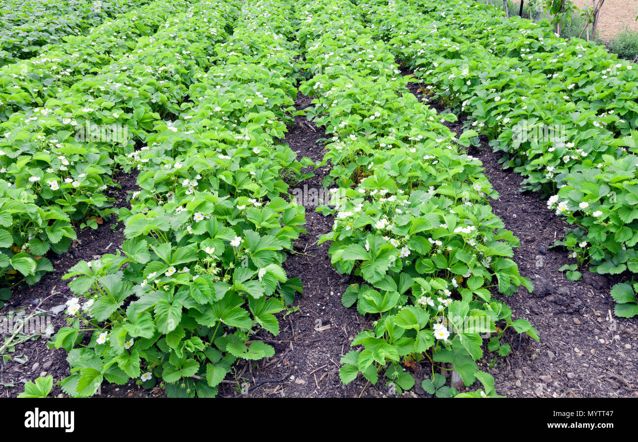 Reihen Der Weiss Bluhenden Erdbeeren Pflanzen In Einem Garten