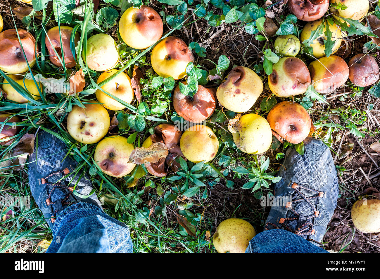 Apple Orchard Nahaufnahme von vielen Gefallenen gelben Früchten auf Garten im Herbst fallen, Bauernhof auf dem Land in Virginia, faulen verwöhnt mit Schuhe der Mann Füße flach zu Stockfoto