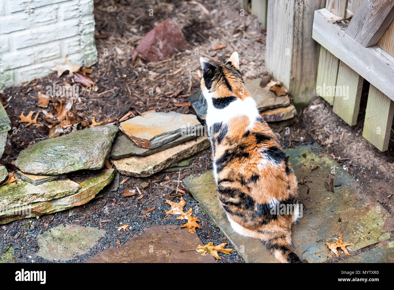 Calico Katze draußen zurück sitzen auf nassem Moos Felsen neugierig Jagd Augen auf der Veranda, Front oder Hinterhof oder Haus winter Herbst watchi Stockfoto