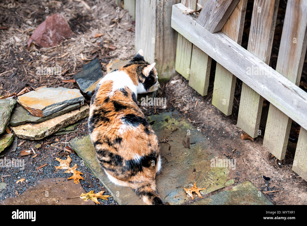Calico Katze sitzt aussen auf nassem Moos Felsen neugierig Jagd Augen auf der Veranda, Front oder Hinterhof oder Haus winter Herbst beobachten Stockfoto