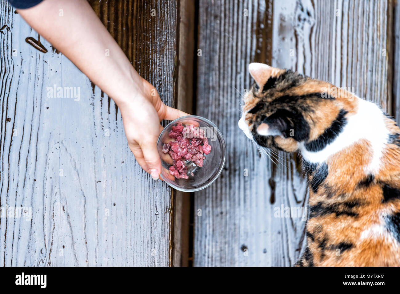 Calico Obdachlose streunende Katze neugierig erkunden Haus Garten mit Terrasse, Garten, nasses Holz Gebiet, riechen Duft sniffing Frau hand Mädchen Fütterung Stockfoto