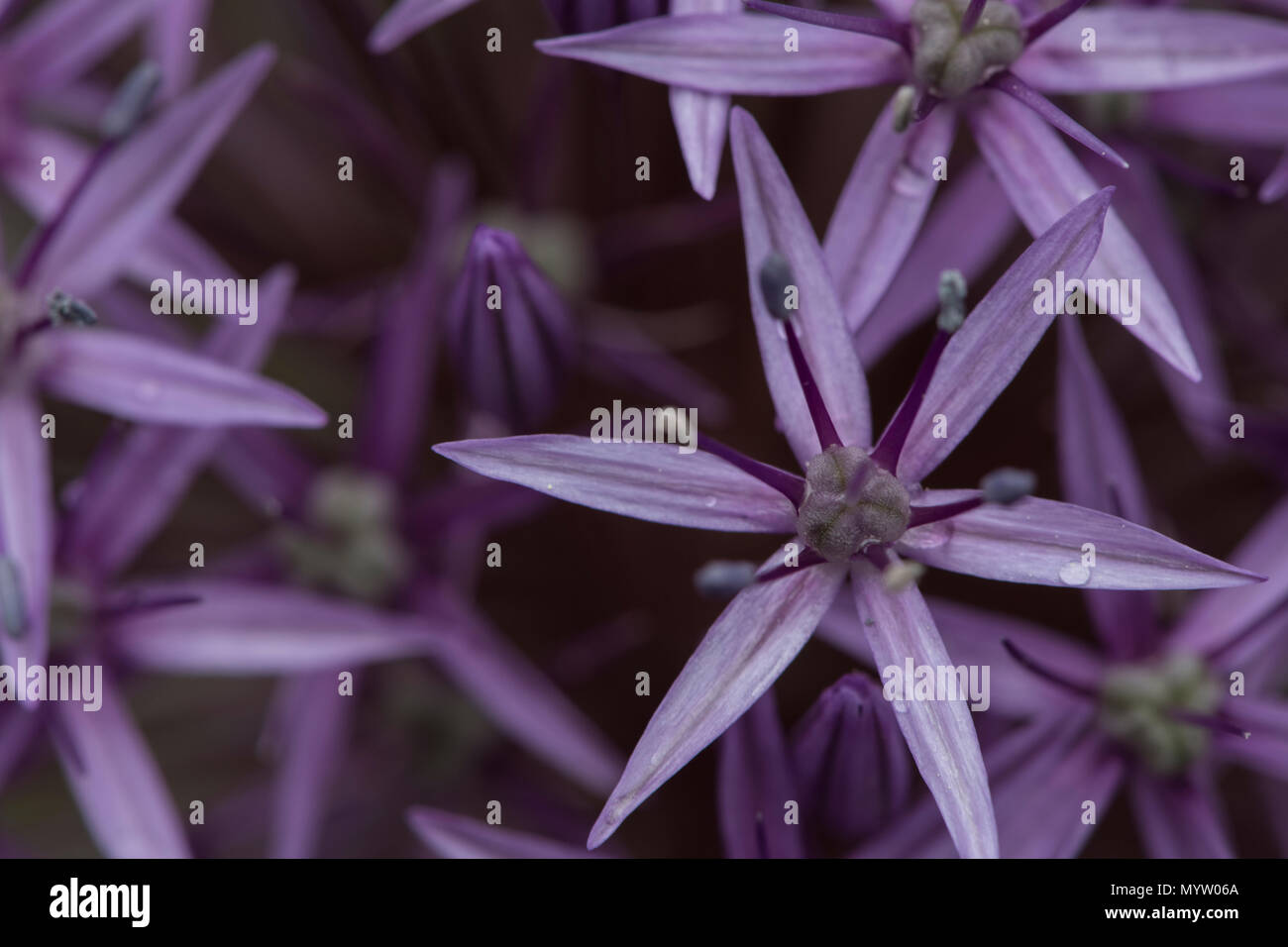 Ein Makro auf einem violetten allium Blume einschließlich der Stigmatisierung und staubblatt. Stockfoto
