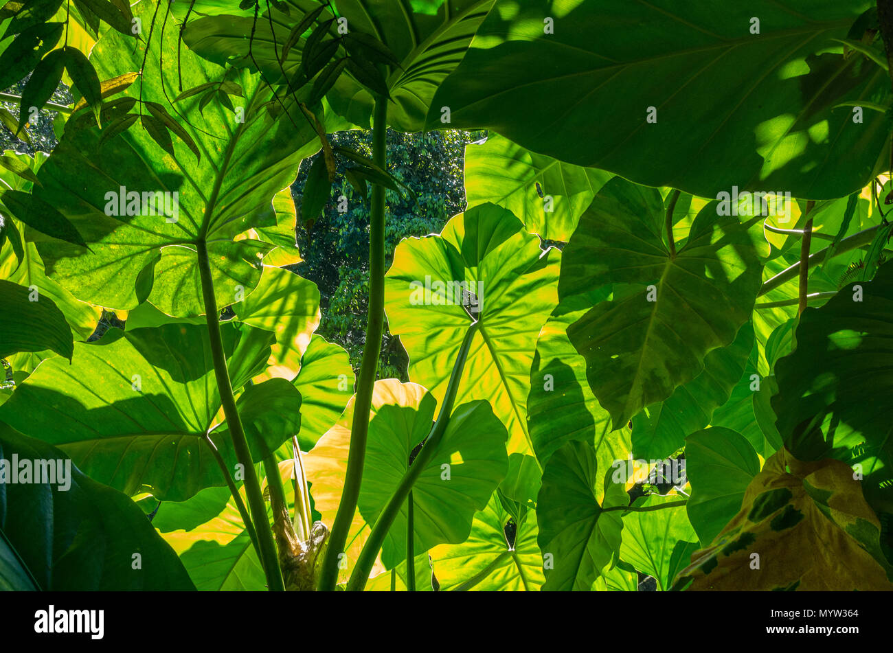 Blatter Der Pflanze Taro Colocasia Esculenta Gluhen In Den