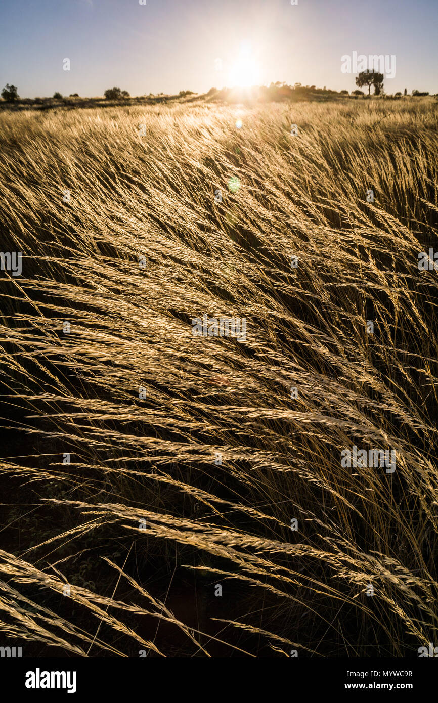 Spinifex Gras wachsen im Outback Australien Stockfoto