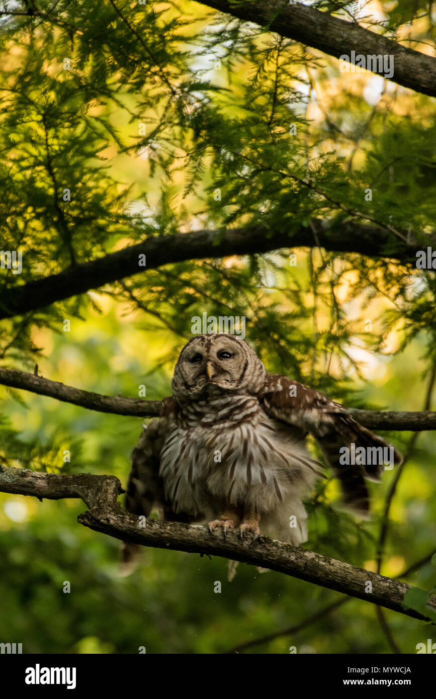 Eine gesperrte Owl (Strix varia) aus North Carolina, diese Eulen nachtaktiv sind, kann aber aktiv während der Dämmerung sowie beobachtet werden. Stockfoto