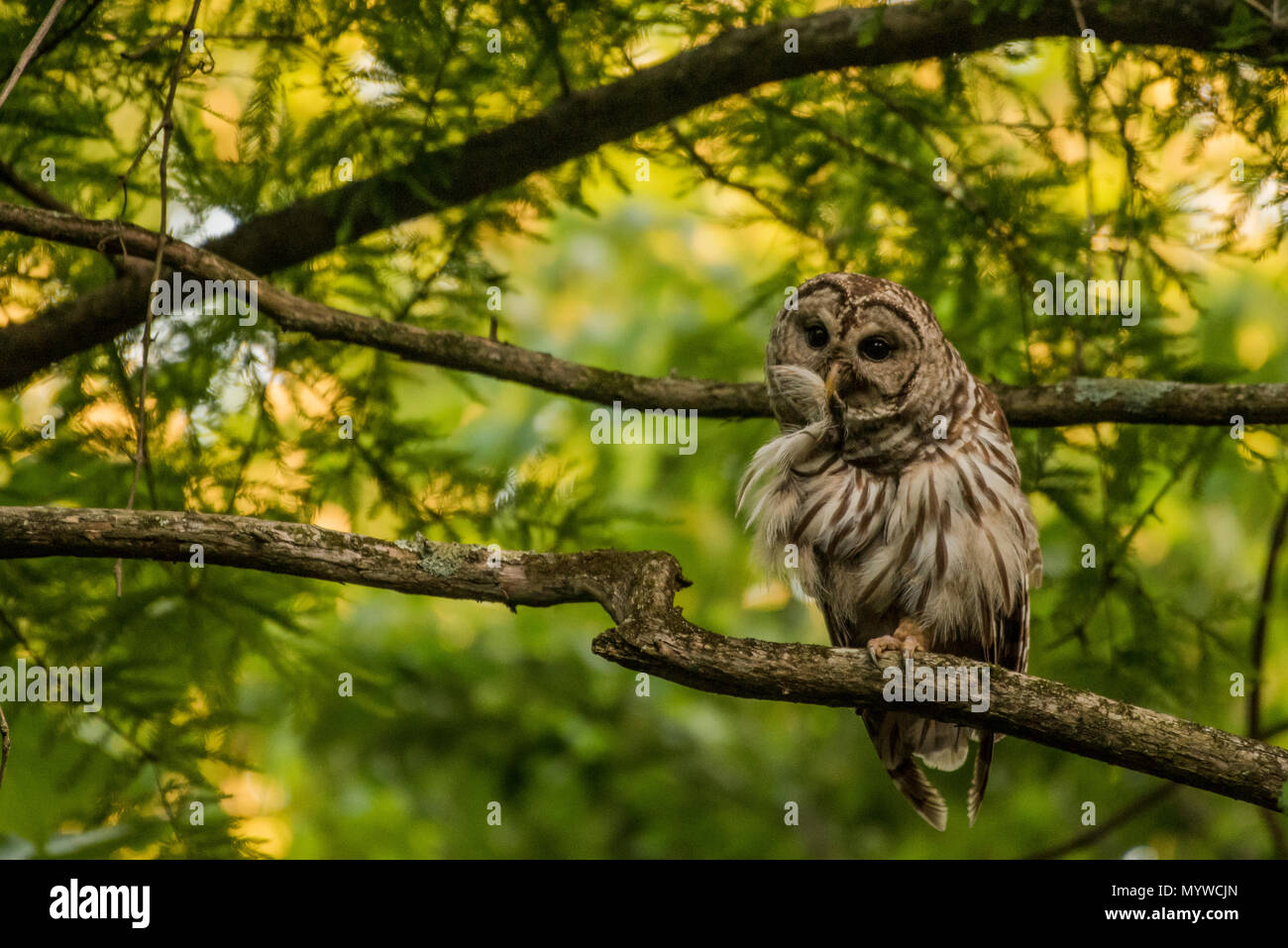 Eine gesperrte Owl (Strix varia) aus North Carolina, diese Eulen nachtaktiv sind, kann aber aktiv während der Dämmerung sowie beobachtet werden. Stockfoto