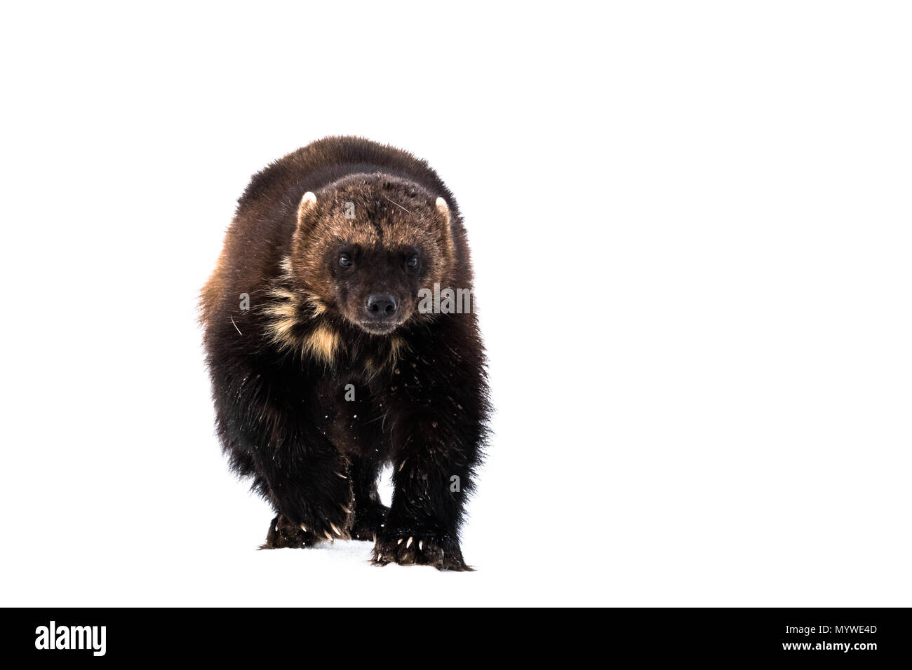 Wolverine Vorrücken in einer verschneiten Frühling Stockfoto