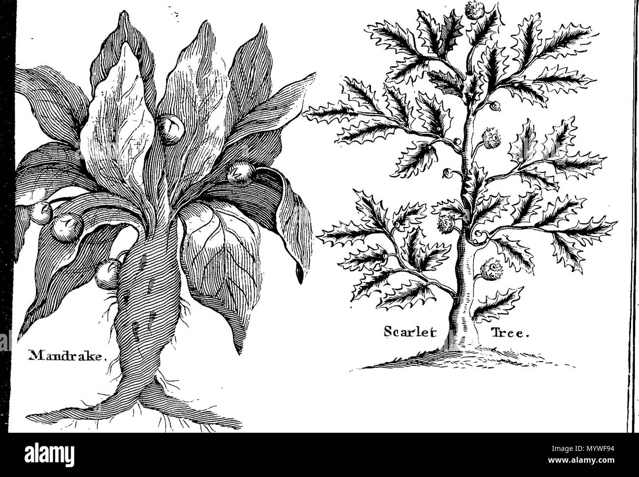 . Englisch: Fleuron aus Buch: Apparate Biblicus: oder, eine Einführung in die Heilige Schrift. In drei Büchern. Buch I. Über die Herkunft, Geschichte und Altertümer der Juden. Buch II. Der Canon, Autoren, Originaltexte, Versionen, Editionen und Interpretationen, &c. der Schriften. Buch III. Von den falschen Göttern, Tieren, Edelsteinen, Krankheiten, und Publick Sport, in der Heiligen Schrift erwähnt. Zusammen mit einer Erläuterung der biblischen Namen; und eine neue Methode der Lesung der Heiligen Schrift. In zwei Bänden. In Englisch von der Französischen, mit Anmerkungen und Ergänzungen. Illustriert mit 30 copp Stockfoto