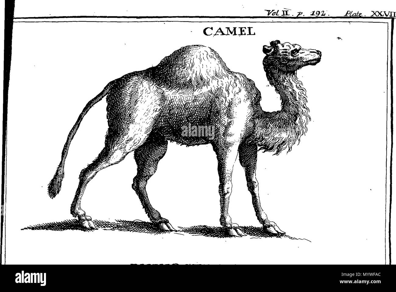 . Englisch: Fleuron aus Buch: Apparate Biblicus: oder, eine Einführung in die Heilige Schrift. In drei Büchern. Buch I. Über die Herkunft, Geschichte und Altertümer der Juden. Buch II. Der Canon, Autoren, Originaltexte, Versionen, Editionen und Interpretationen, &c. der Schriften. Buch III. Von den falschen Göttern, Tieren, Edelsteinen, Krankheiten, und Publick Sport, in der Heiligen Schrift erwähnt. Zusammen mit einer Erläuterung der biblischen Namen; und eine neue Methode der Lesung der Heiligen Schrift. In zwei Bänden. In Englisch von der Französischen, mit Anmerkungen und Ergänzungen. Illustriert mit 30 copp Stockfoto