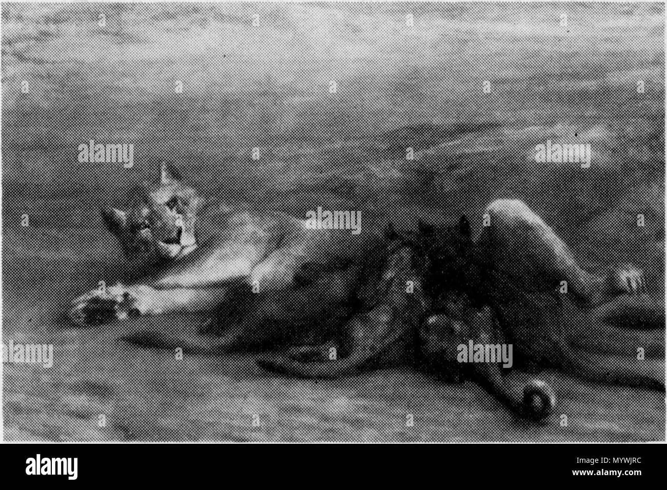 . Nederlands: Moederliefde. 153 × 227 cm (60.2 x 89.3 in.). Amsterdam, Rijksmuseum Amsterdam. . Zwischen 1870 und 1904. John Macallen Swan 71 mütterliche Liebe von John macallan Swan Rijksmuseum Amsterdam SK-A -2490 Stockfoto