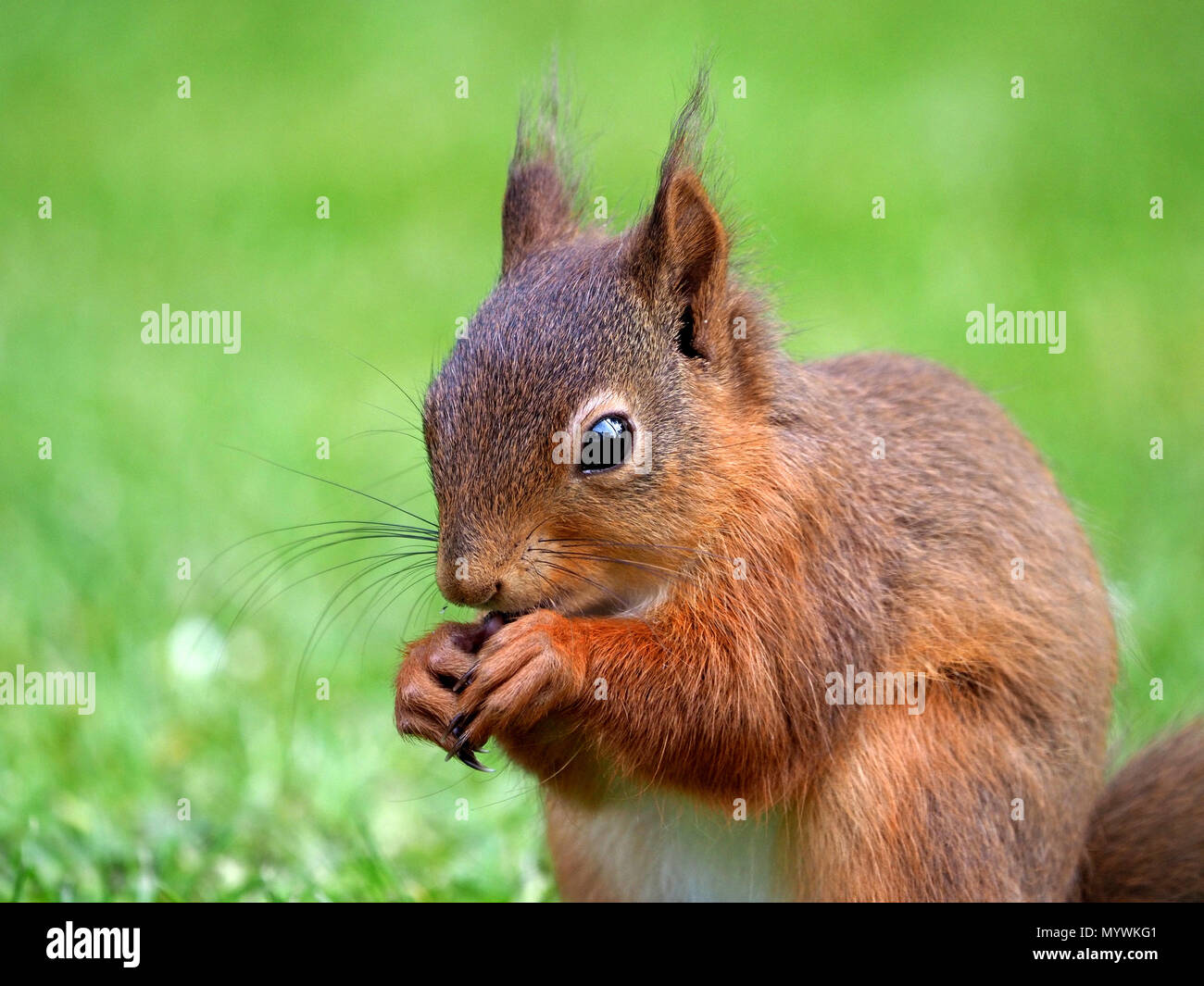 Baby rote Eichhörnchen oder Eurasische Eichhörnchen (Sciurus vulgaris) Fütterung auf Verschüttetem birdseed im Garten Crosby Ravensworth, Cumbria, England, Großbritannien Stockfoto