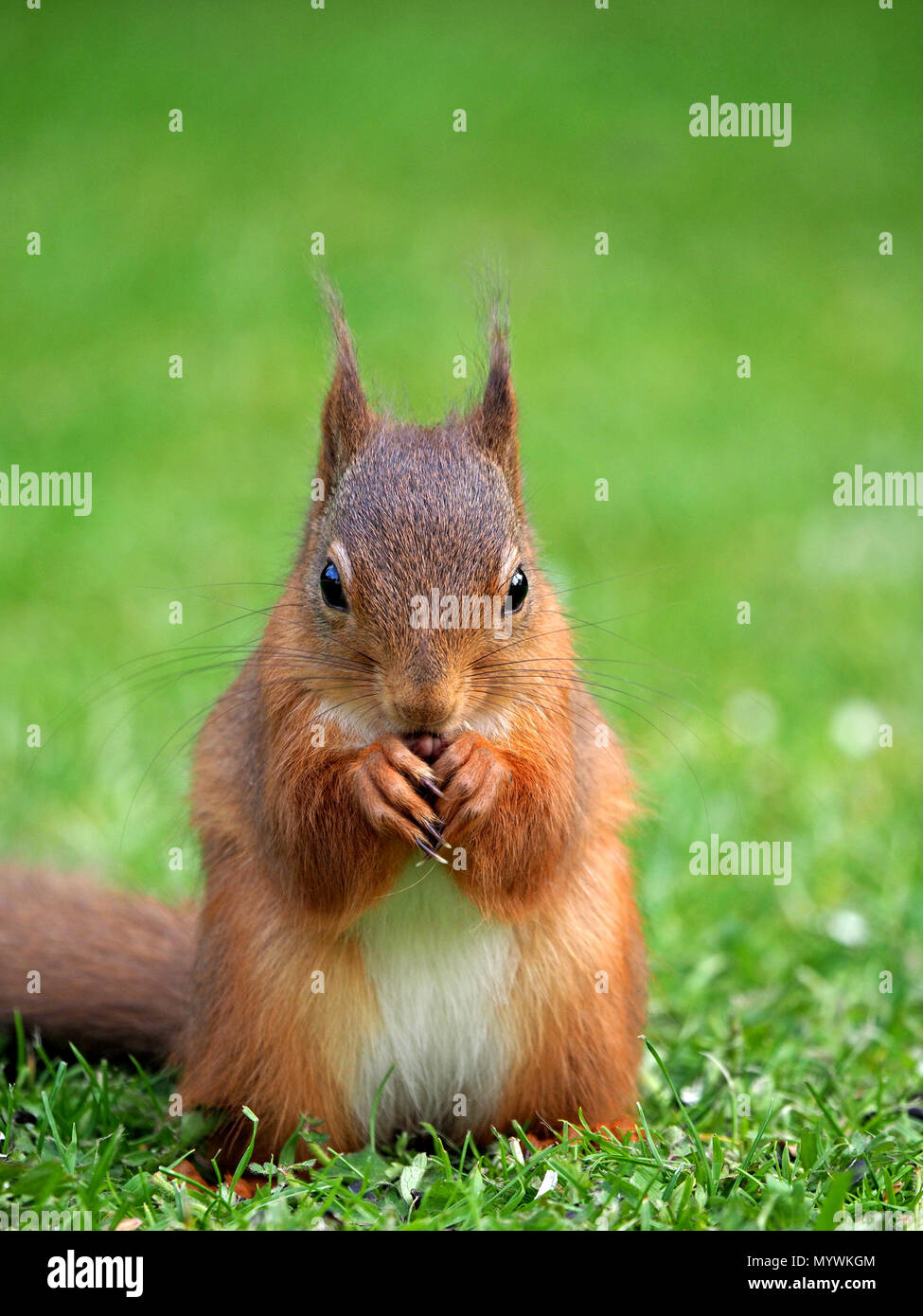 Baby Rote Eichhornchen Oder Eurasische Eichhornchen Sciurus Vulgaris Futterung Auf Verschuttetem Birdseed Im Garten Crosby Ravensworth Cumbria England Grossbritannien Stockfotografie Alamy