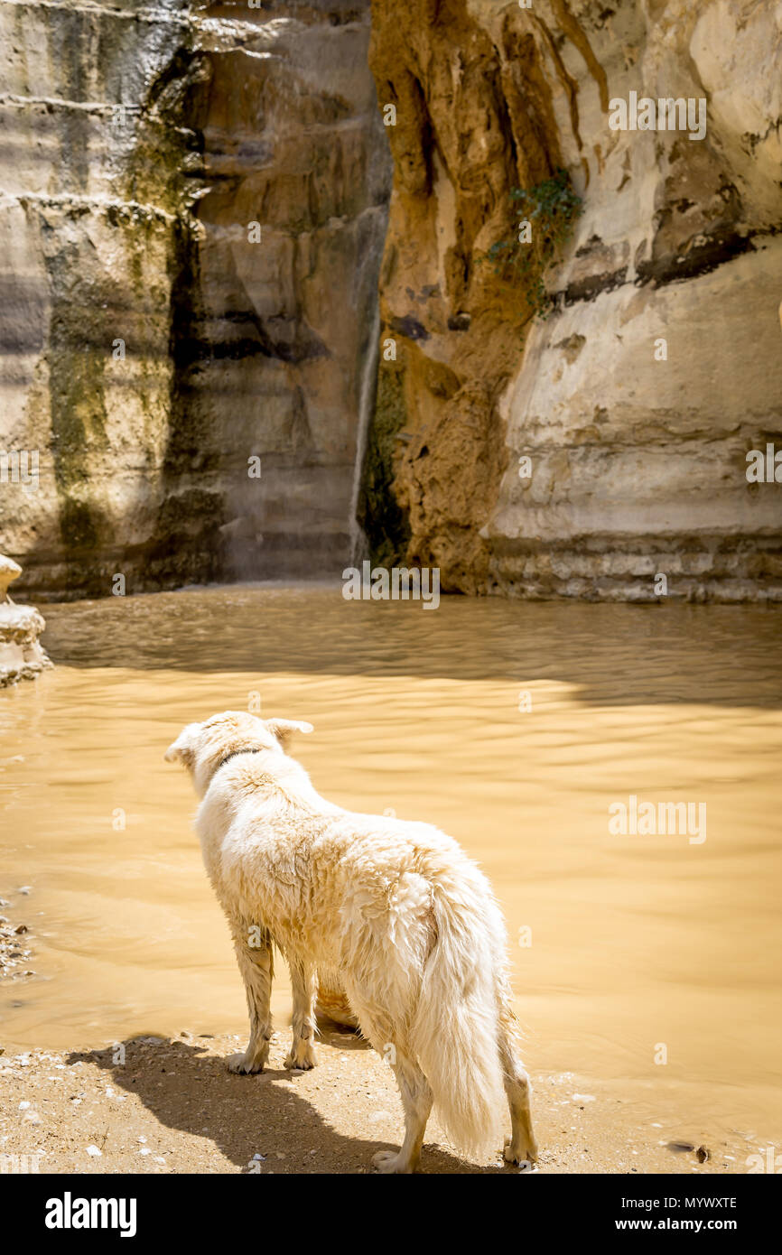 Hund an einem Wasserfall in der Wüste starrte Stockfoto