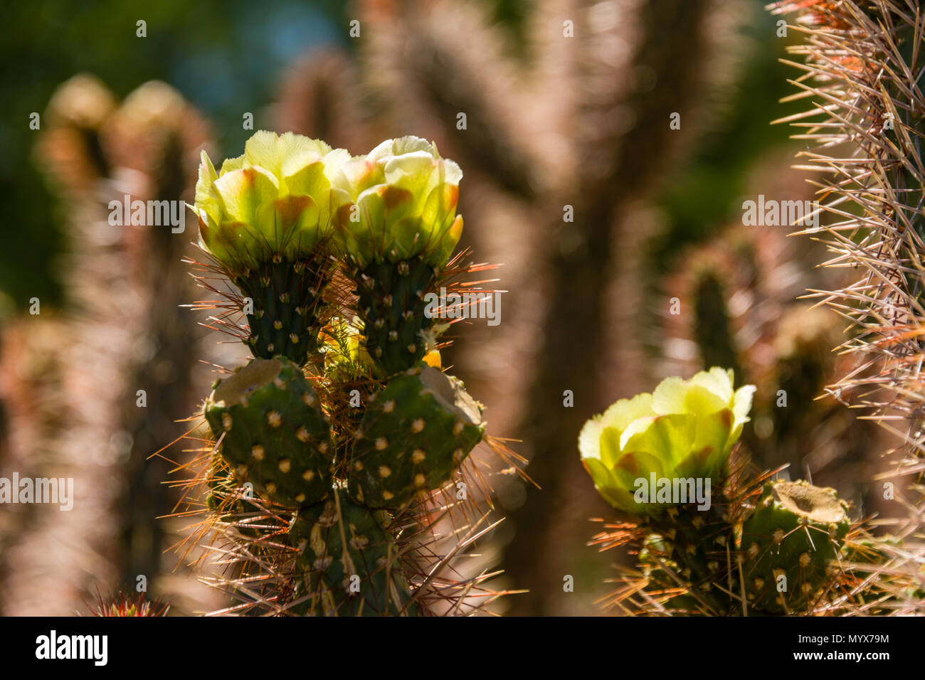 Red Teddybär Cholla Blüten Stockfoto