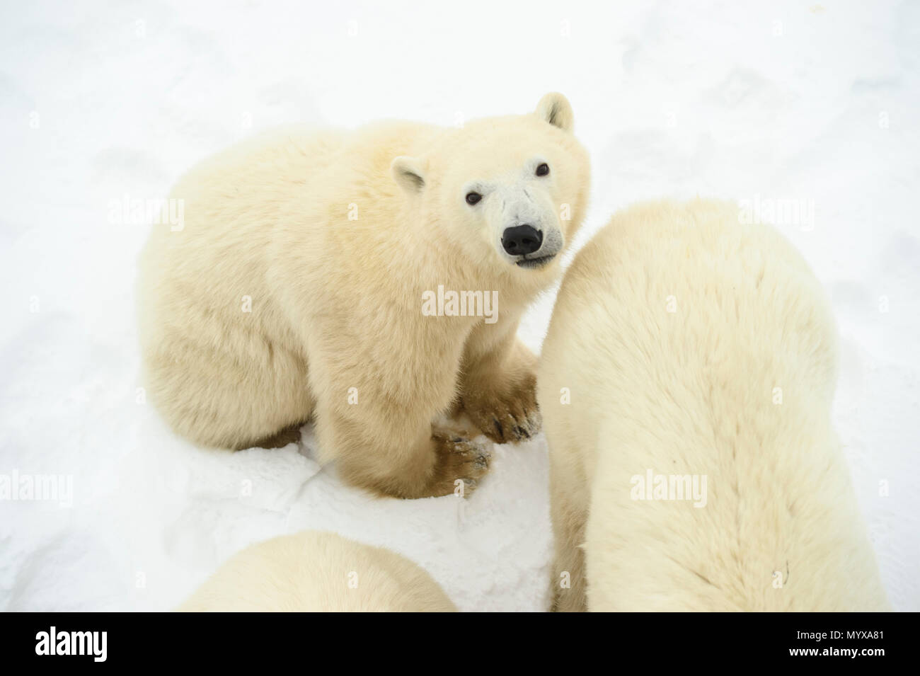 Eisbär (Ursus maritimus) Jährling Jungen mit der Mutter in der Nähe Stockfoto