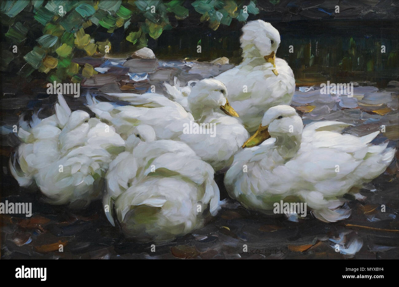 8 Alexander Koester Fünf ruhende weiße Enten Stockfoto