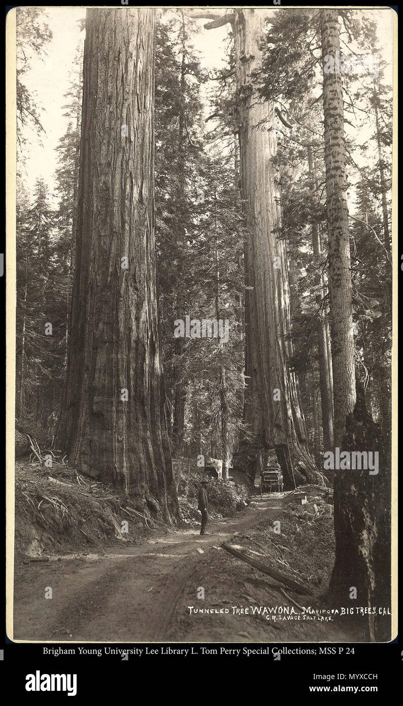 Call #: MSS P 24 Kasten 4 Ordner 4. 448 MSS P 24 B4 F4. ca. 1882 24 getunnelt Baum Wawona Mariposa große Bäume, Cal. C.R. Savage, Salt Lake Stockfoto