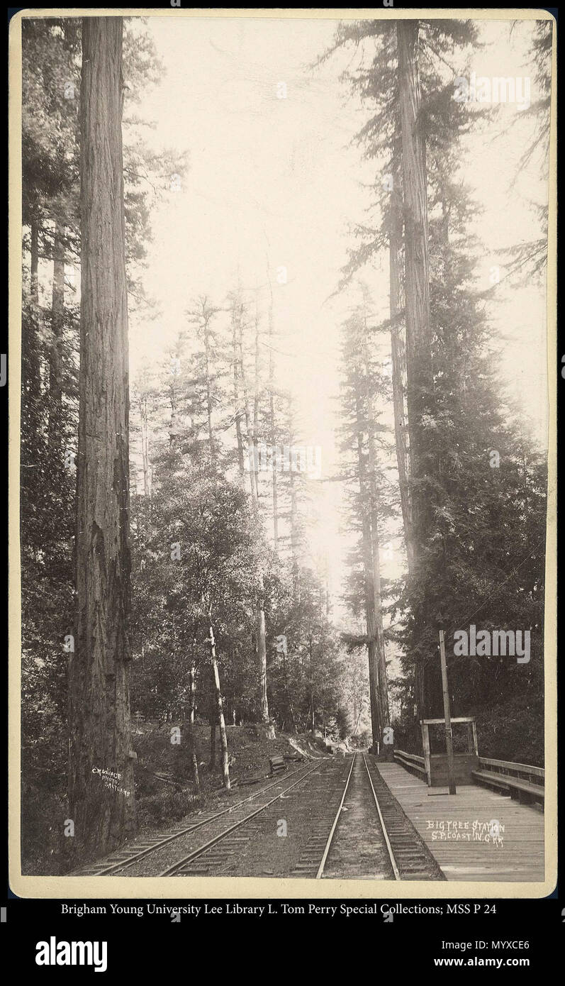 Call #: MSS P 24 Kasten 4 Ordner 4. 445 MSS P 24 B4 F4. ca. 1889 5 Big Tree Station S.P. Küste N. G.R.R., C.R. Savage, Foto, Salt Lake. Stockfoto