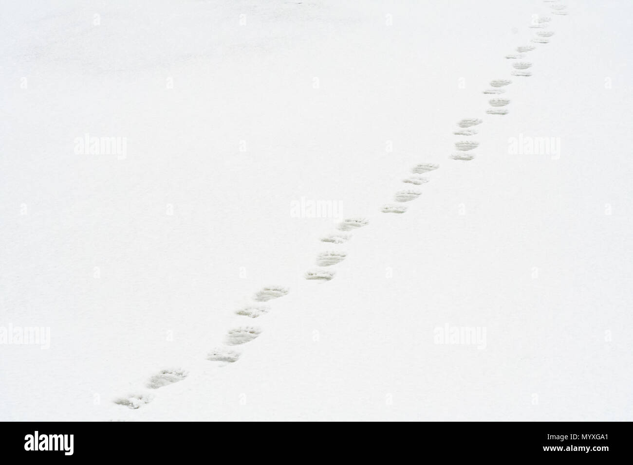 Eisbär (Ursus maritimus) entlang der Küste der Hudson Bay, Wapusk National Park, Cape Churchill, Manitoba, Kanada Stockfoto