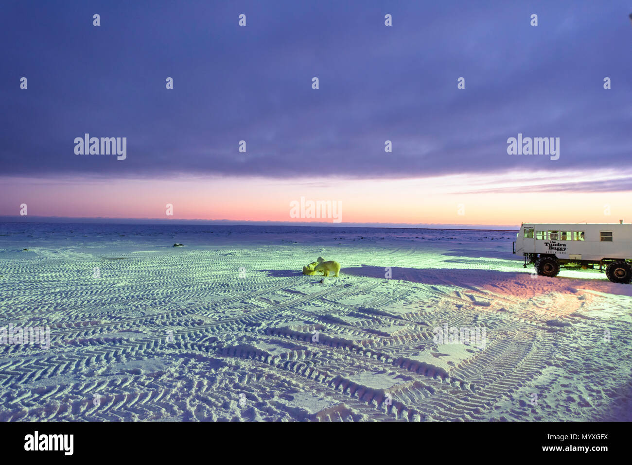 Eisbären lungern in der Nähe der Tundra Buggy Lodge in der Morgendämmerung, Churchill, Manitoba, Kanada Stockfoto