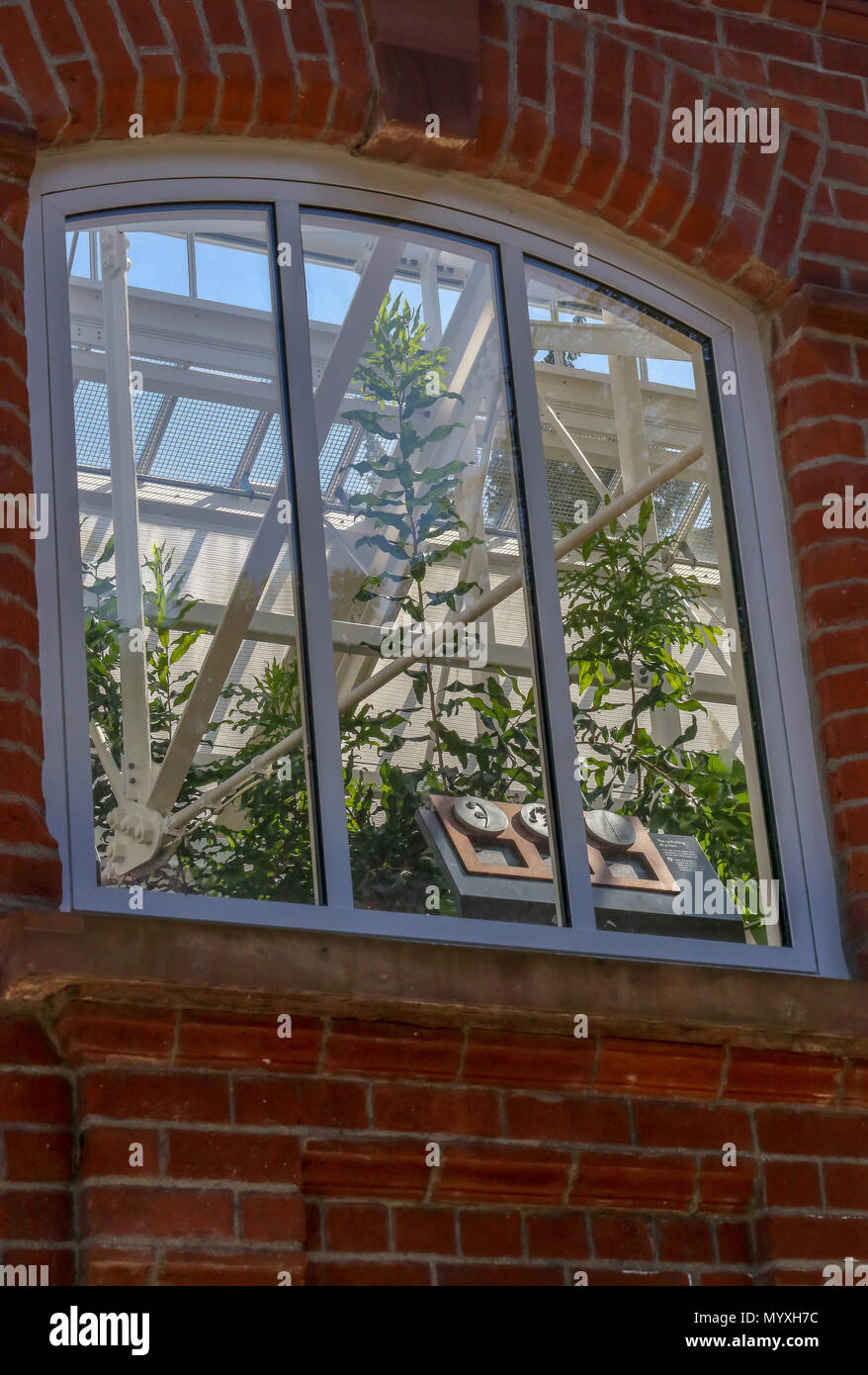 Tropische Pflanzen durch ein Fenster gesehen - die renovierten Viktorianischen Gebäude in Belfast. Stockfoto