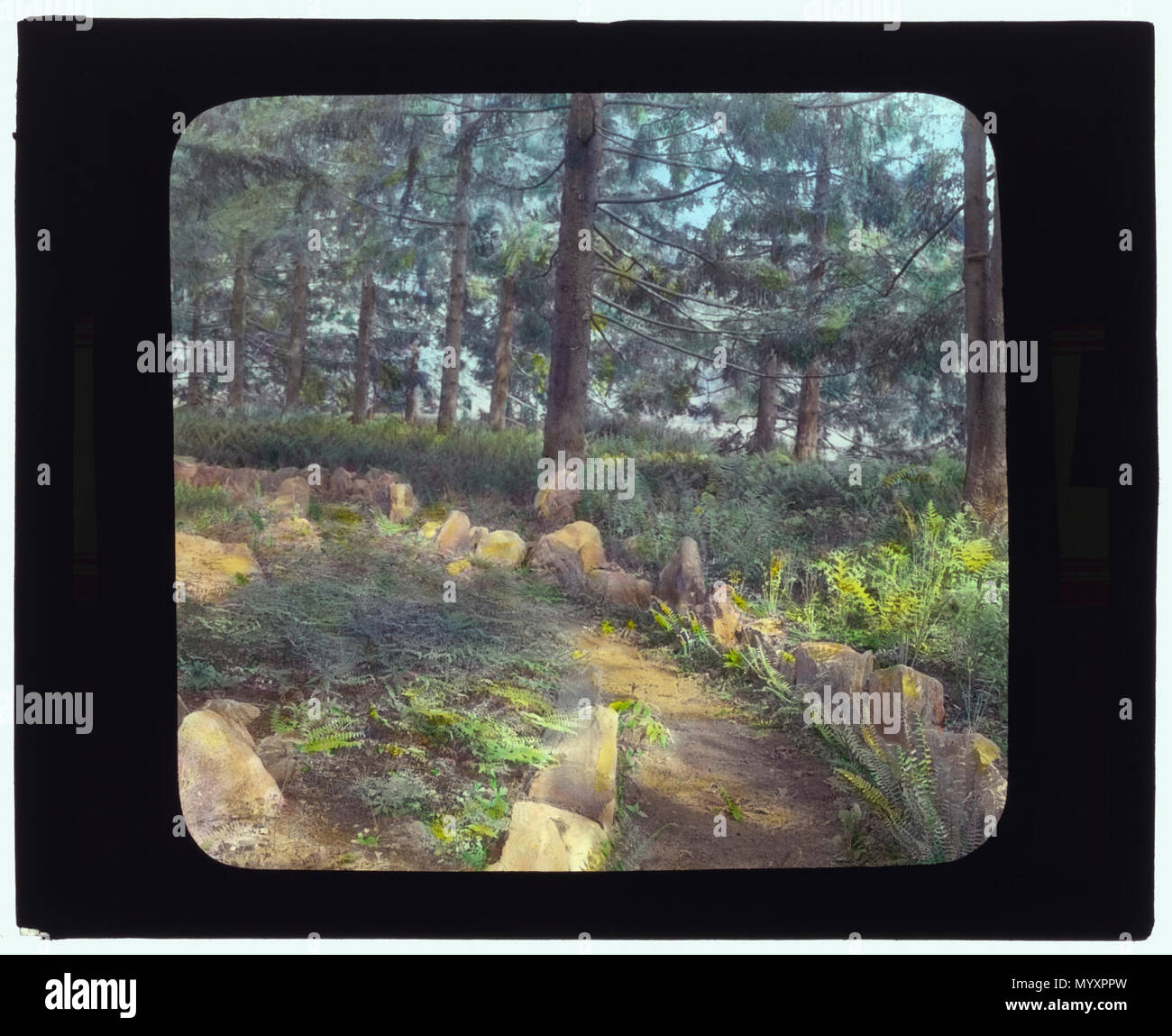 Lyndhurst, Finley Johnson Shepard House, 635 South Broadway, Tarrytown, New York. Pine Grove Stockfoto