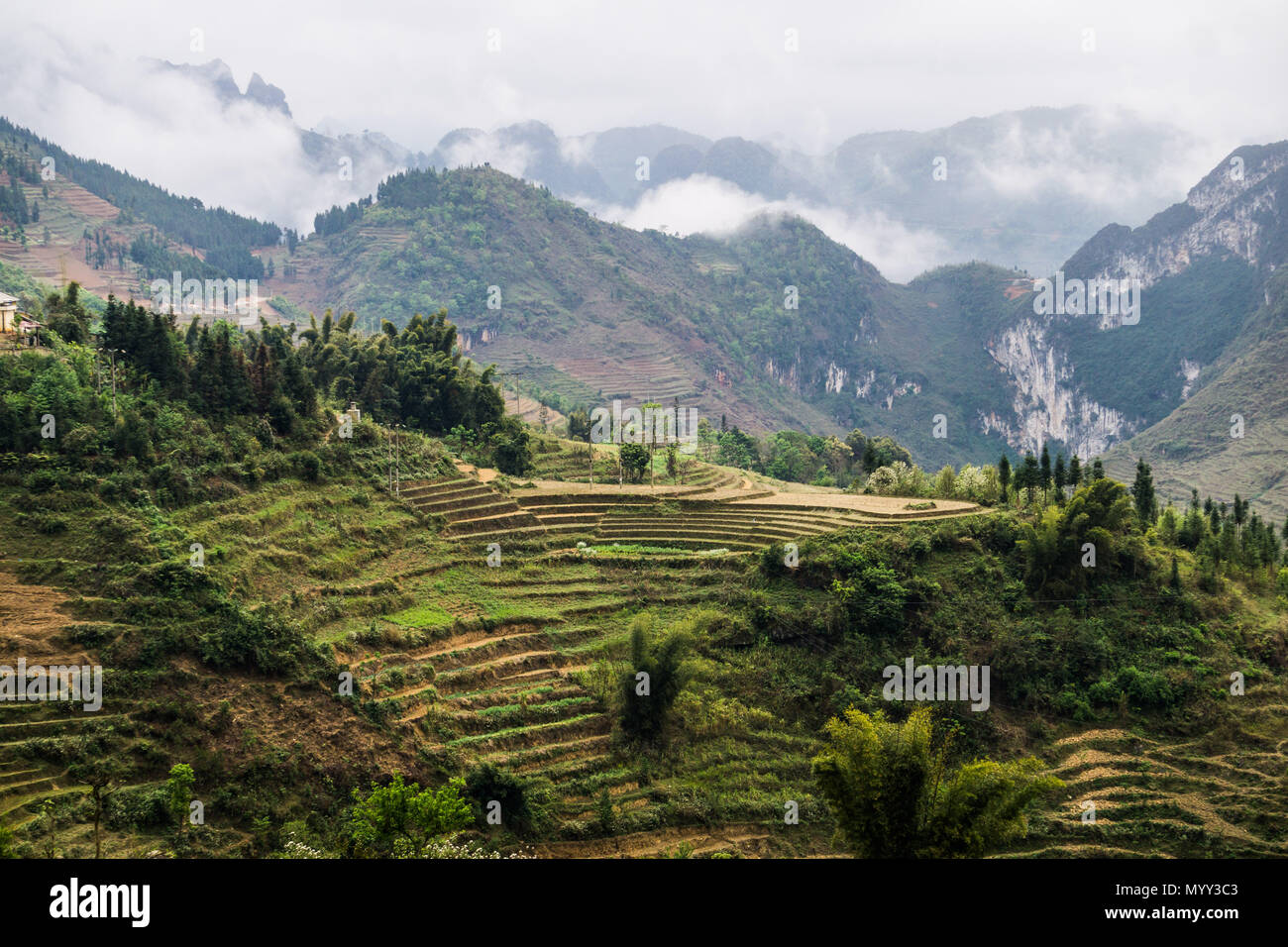 Terraced Rice Reisfelder in der Provinz Ha Giang, Vietnam Stockfoto