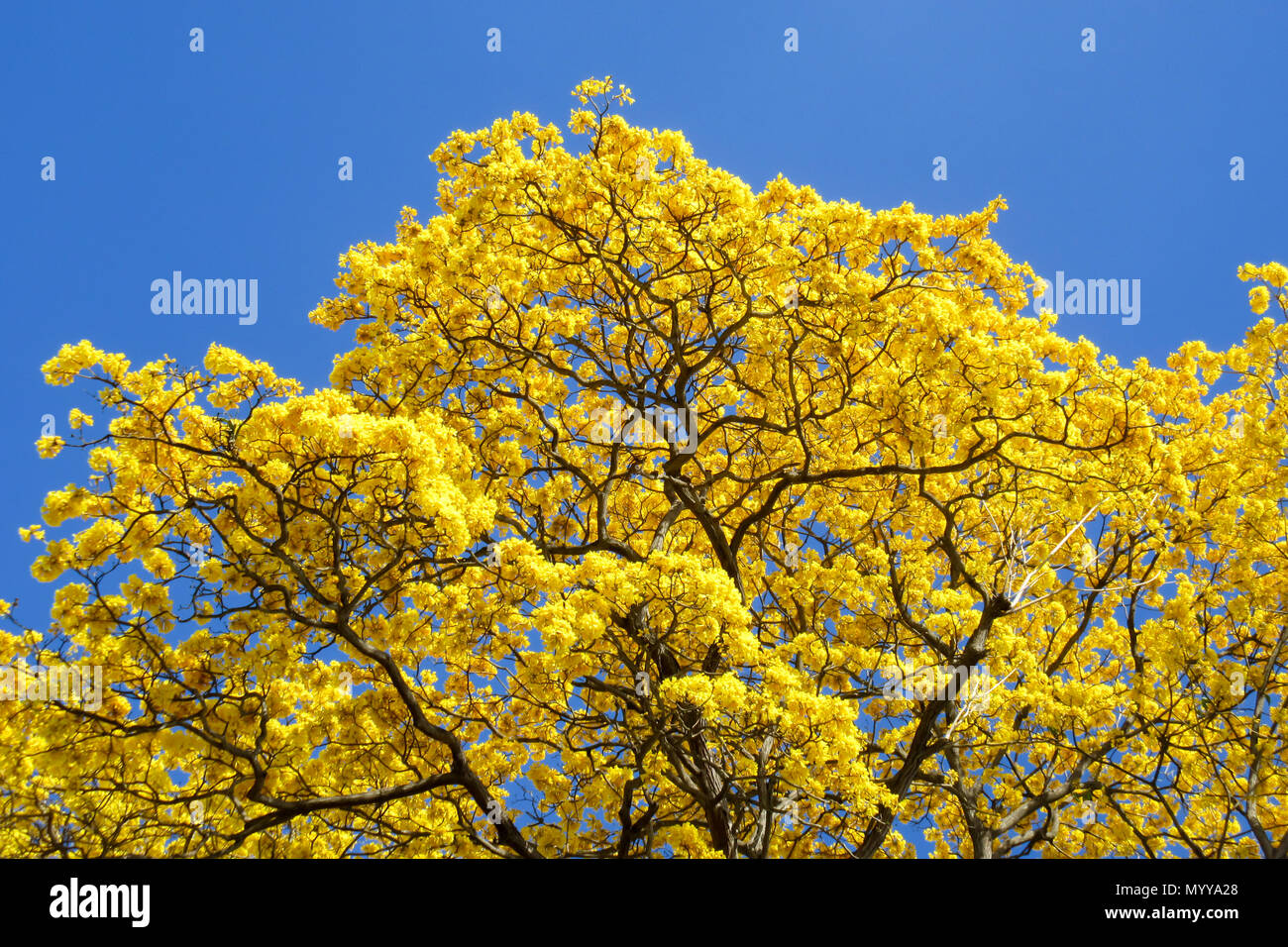 Ein beeindruckender Kontrast der Naturtöne: Ein majestätischer gelber Baum steht hoch vor dem klaren blauen Himmel Stockfoto