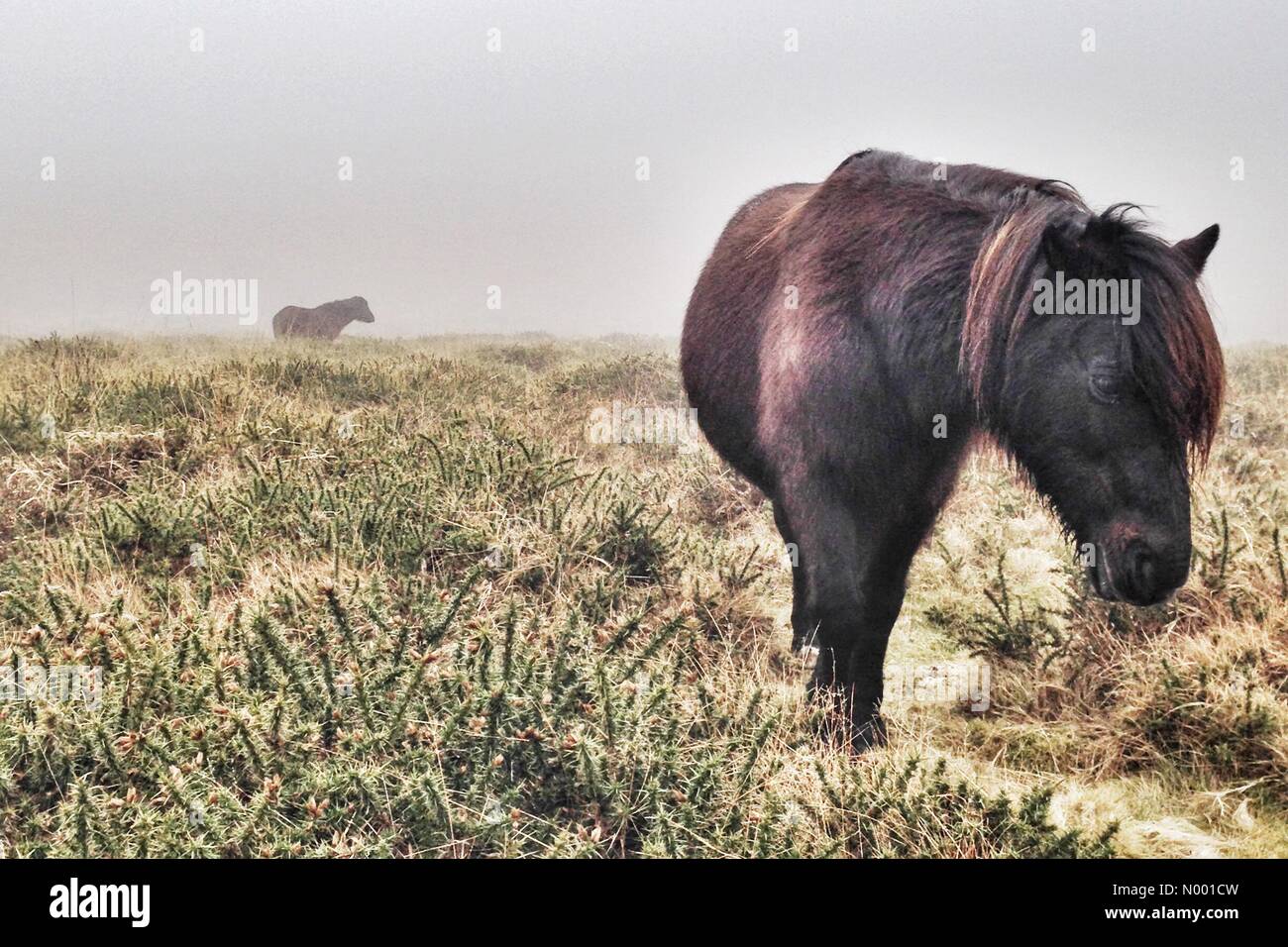 UK-Wetter: Kalt, nebligen Tag für Dartmoor Ponys Stockfoto