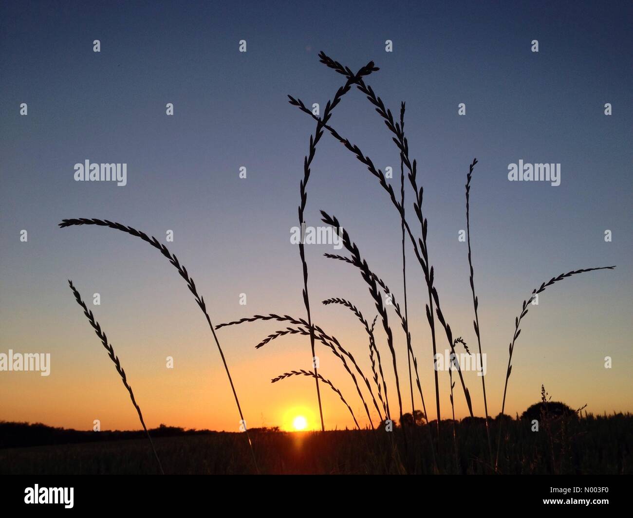 30. Juni. Ende der heißen Tag in Adlington nahe Chorley in Lancashire mit Sonnenuntergang hinter Gräser im Weizenfeld. Stockfoto