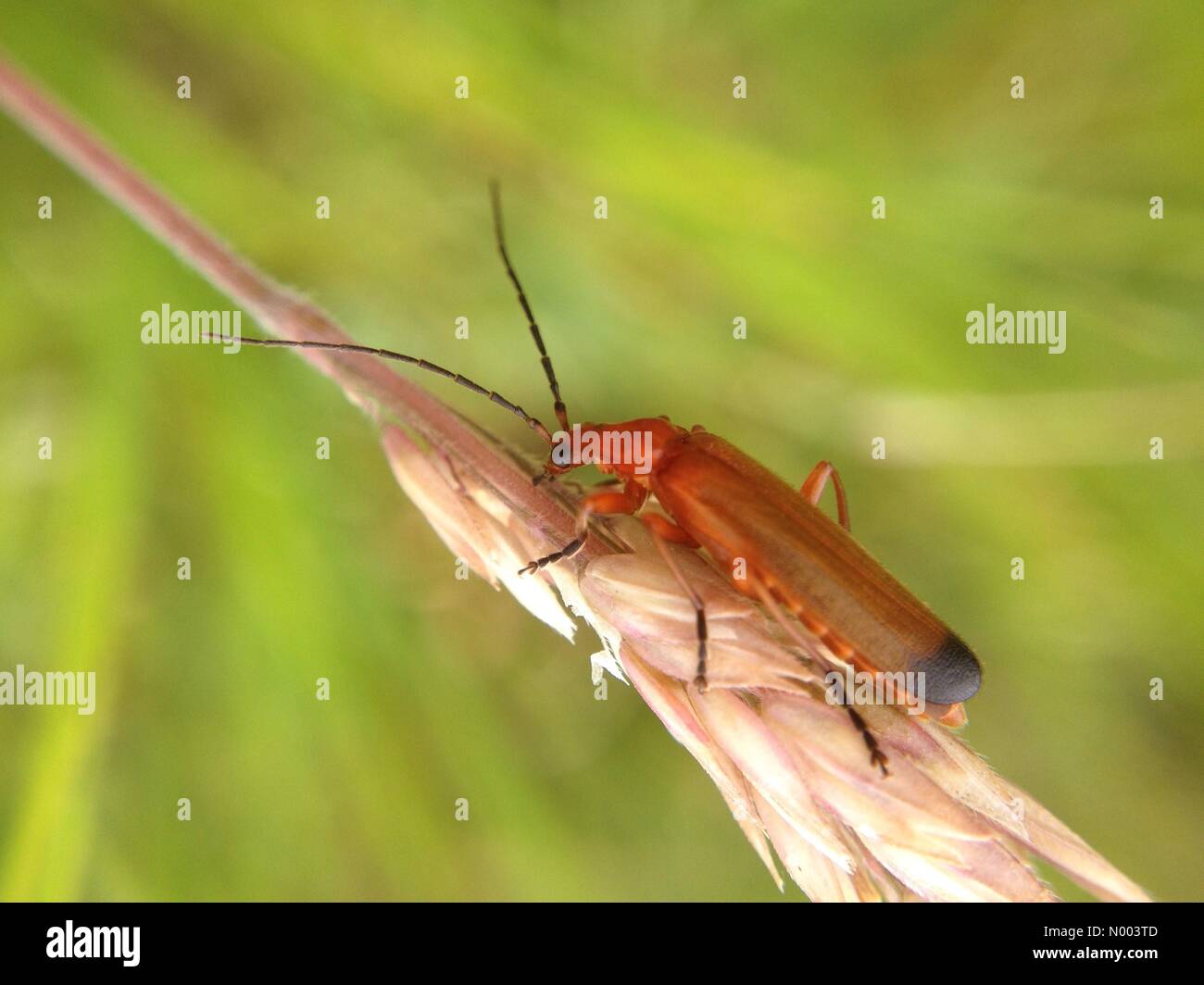 UK Wetter, Insekten in West Yorkshire. Warmer, aber bewölkter Tag gab Insekten eine Chance zu lassen, arbeiten. Dieser Käfer rote Soldat nahm eine wohlverdiente Pause. Aufgenommen in Leeds am 23. Juli 2015. Stockfoto