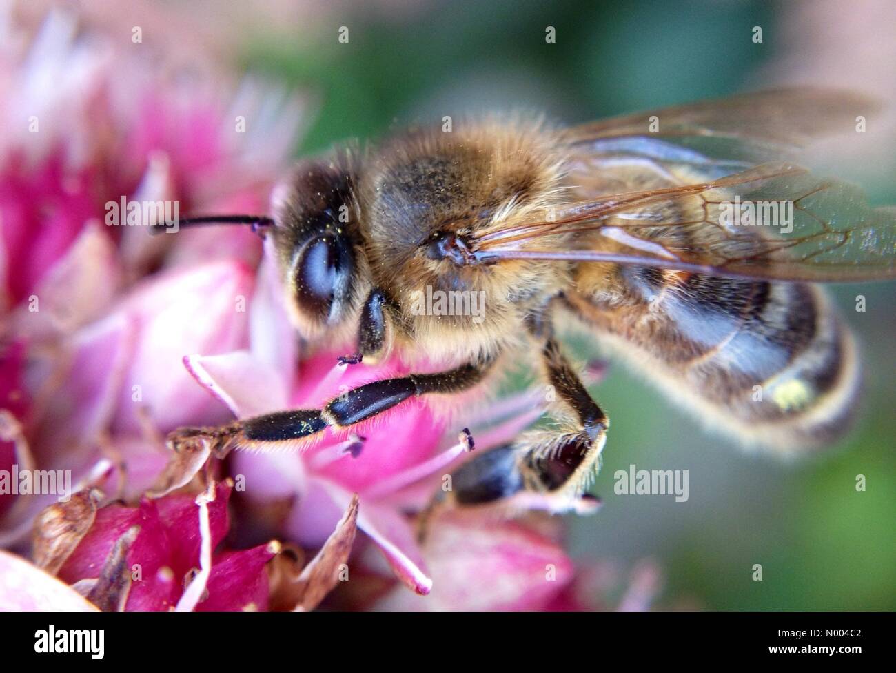 UK-Wetter: Mit bewölktem Himmel waren die Bienen noch damit beschäftigt, Bestäubung im Golden Hektar großen Park in der Nähe von Leeds, West Yorkshire. Aufgenommen am 17. September 2015. Stockfoto