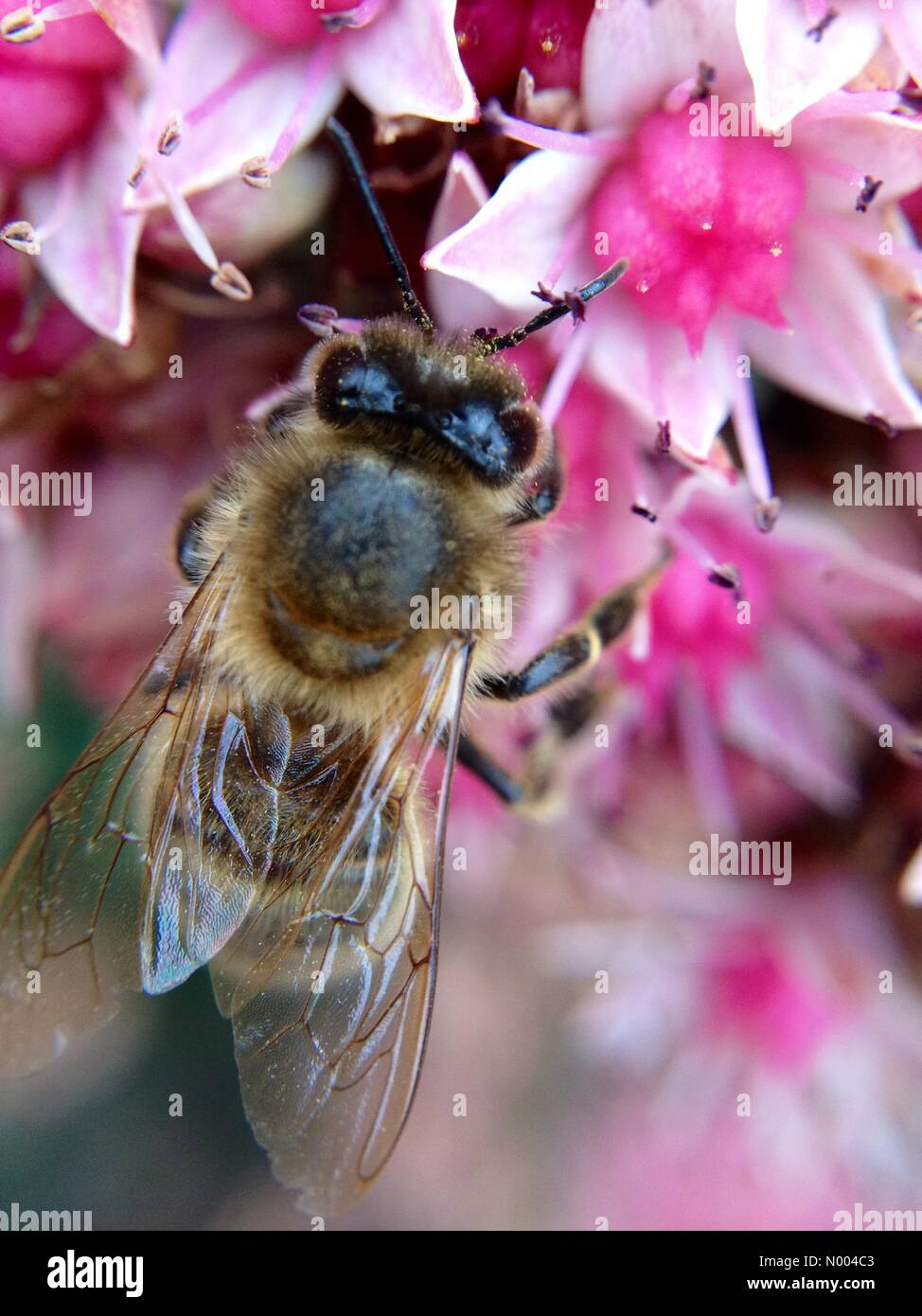 UK-Wetter: Mit bewölktem Himmel waren die Bienen noch damit beschäftigt, Bestäubung im Golden Hektar großen Park in der Nähe von Leeds, West Yorkshire. Aufgenommen am 17. September 2015. Stockfoto