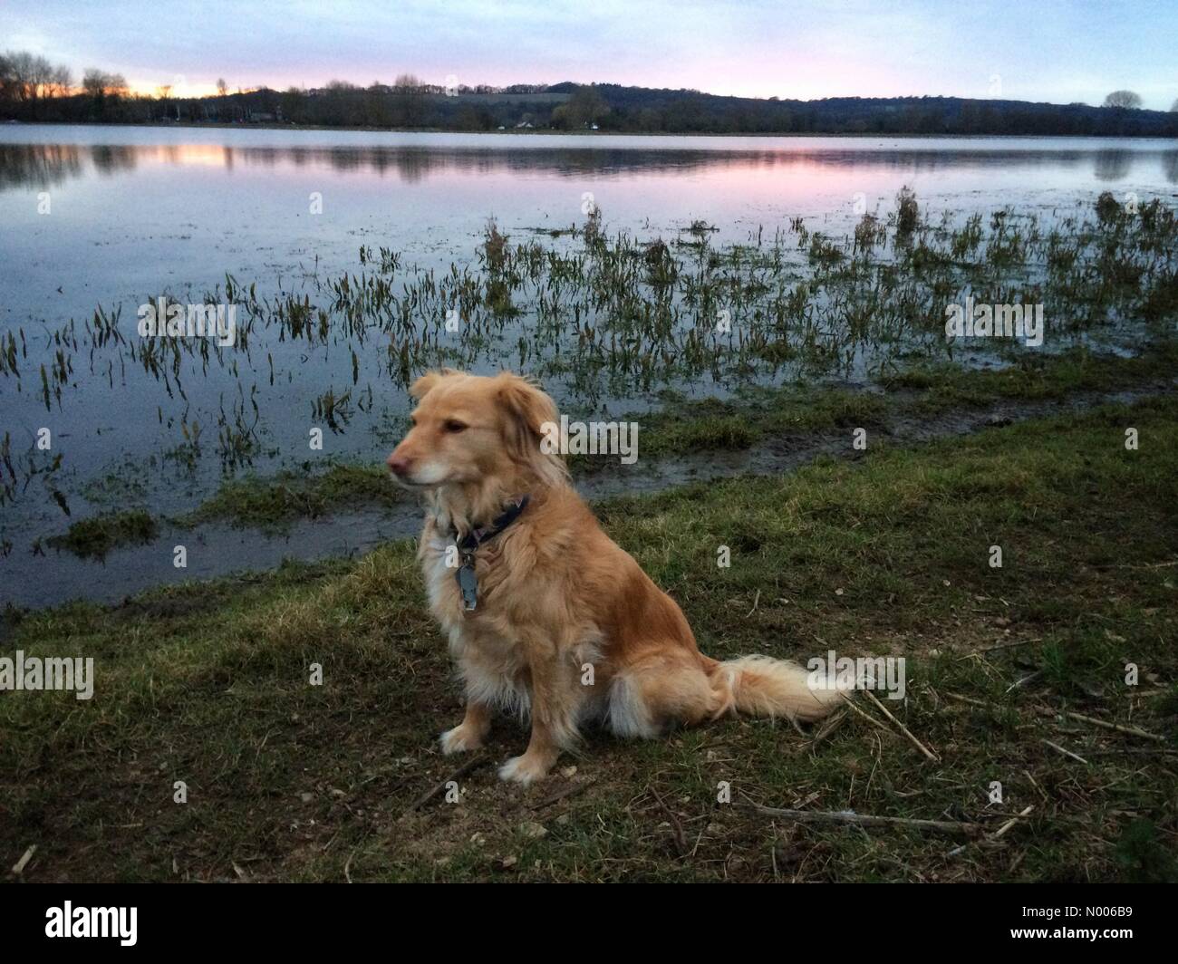Plater Dr, Oxford, Oxfordshire, Vereinigtes Königreich. 20. März 2016. Großbritannien Wetter. Ein Hündchen sitzt an der High Water Mark, wo Wasser ist erst vor kurzem aus im Überschwemmungsgebiet der Port Wiese zurückgegangen. Die Sonne geht auf die Frühlings-Tagundnachtgleiche. Tage werden von nun an länger sein. Bildnachweis: Sidney Bruere/StockimoNews/Alamy Live-Nachrichten Stockfoto