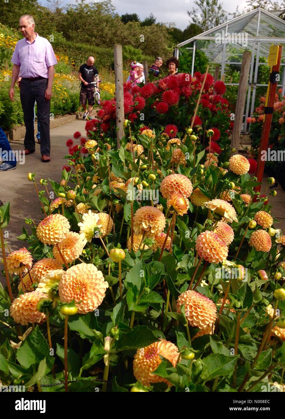 UK Wetter sonniger Tag in Leeds - ein sonniger Tag am Golden Acre Park in Leeds aus der jährlichen Dahlien Display glänzend aussehen und war ein Gesprächsthema für alle Besucher. Aufgenommen am 30. August 2016. Stockfoto