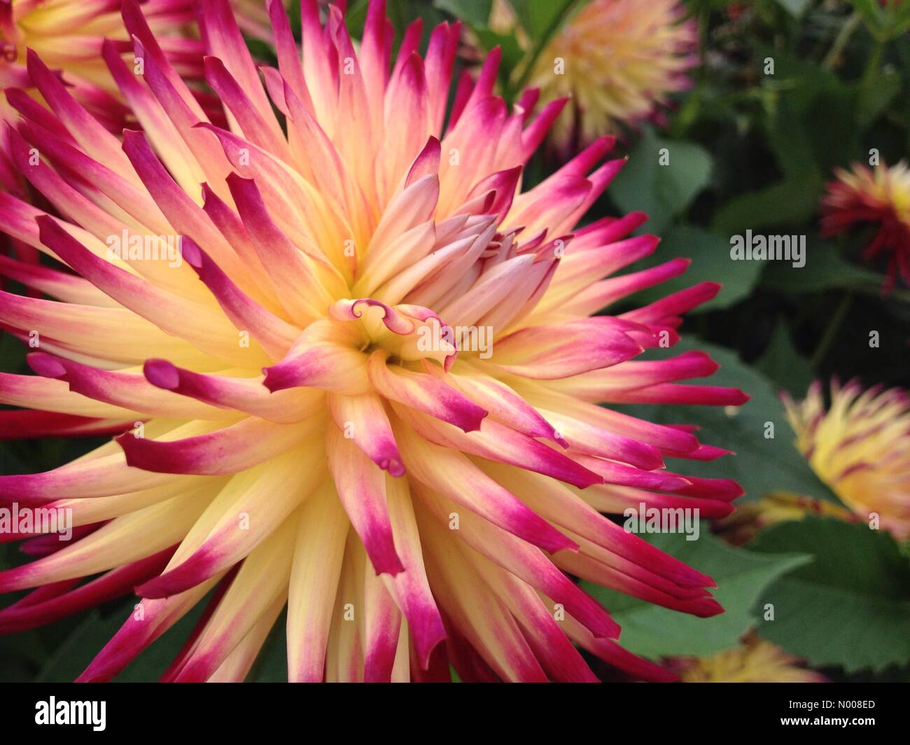 UK Wetter sonniger Tag in Leeds - ein sonniger Tag am Golden Acre Park in Leeds aus der jährlichen Dahlien Display glänzend aussehen und war ein Gesprächsthema für alle Besucher. Aufgenommen am 30. August 2016. Stockfoto