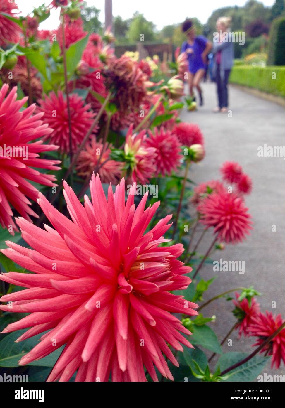 UK Wetter sonniger Tag in Leeds - ein sonniger Tag am Golden Acre Park in Leeds aus der jährlichen Dahlien Display glänzend aussehen und war ein Gesprächsthema für alle Besucher. Aufgenommen am 30. August 2016. Stockfoto