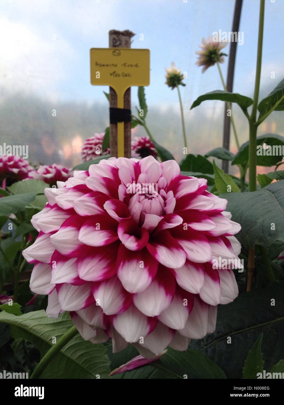 UK Wetter sonniger Tag in Leeds - ein sonniger Tag am Golden Acre Park in Leeds aus der jährlichen Dahlien Display glänzend aussehen und war ein Gesprächsthema für alle Besucher. Aufgenommen am 30. August 2016. Stockfoto