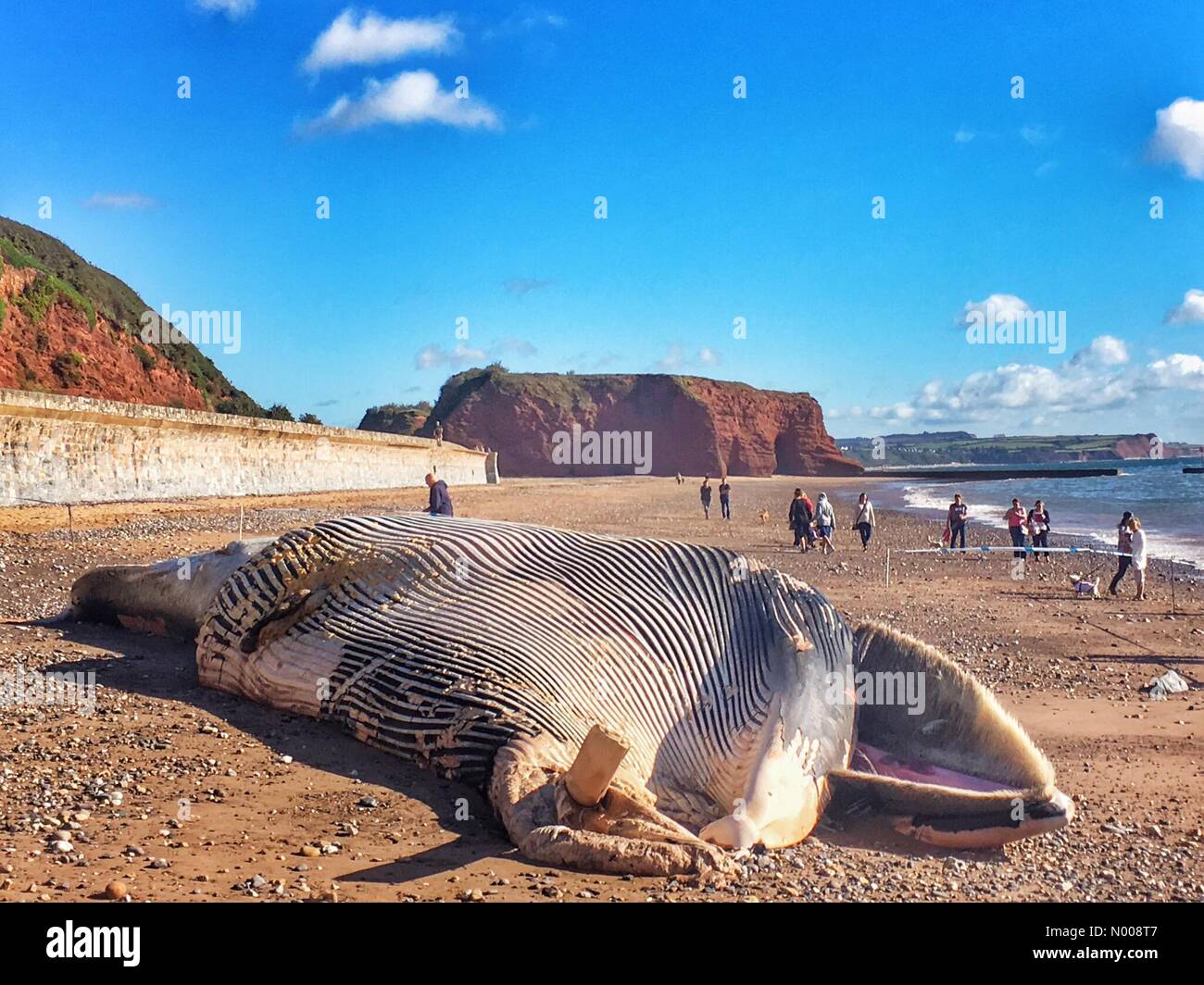 S W Küstenpfad, Dawlish, UK. 30. September 2016. Tote Wale angespült am Red Rock, Dawlish, Devon Credit: Nidpor/StockimoNews/Alamy Live-Nachrichten Stockfoto