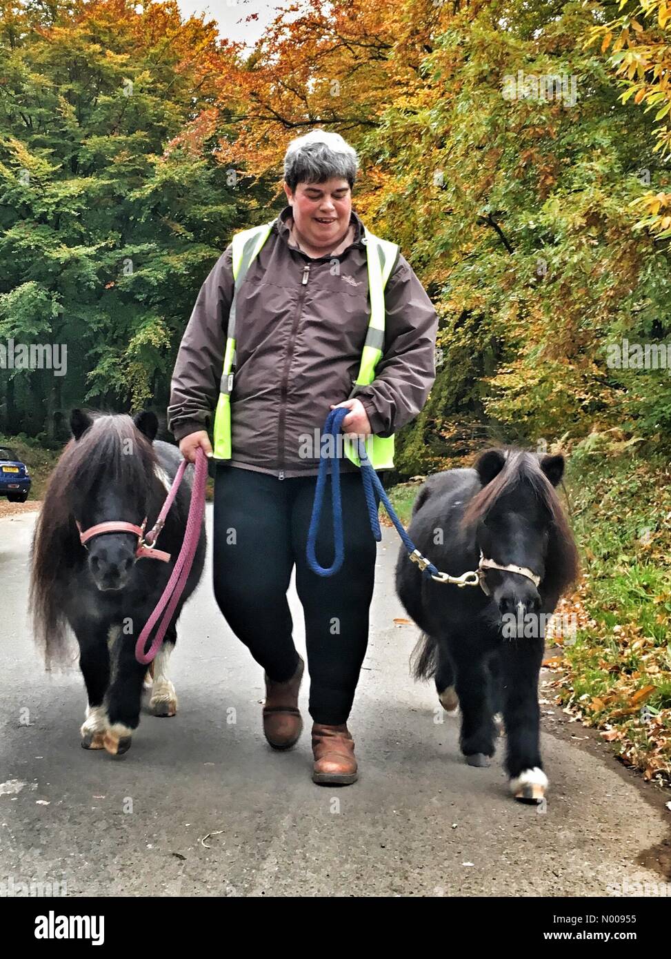 Des Königs Rd, Exeter, UK. 30. Oktober 2016. UK-Wetter: Einnahme Shetlandponys im bunten Haldon Wald spazieren. Tessa Morgan Übungen 2 ihr Shetlandponys in wunderschön Autumnal Haldon Wald. Die Ponys werden benannt "Blitzen" & "Ming" Credit: Nidpor/StockimoNews/Alamy Live-Nachrichten Stockfoto