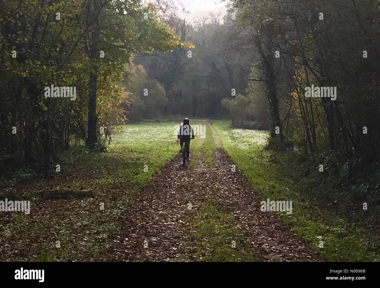 Swansea, Großbritannien. 1. November 2016. Herbstfarben am Parc le Breos in der Nähe von Parkmill auf der Gower-Halbinsel in der Nähe von Swansea als Radfahrer fährt auf dem Blatt geritten Weg heute Nachmittag. Bildnachweis: Phil Rees/StockimoNews/Alamy Live-Nachrichten Stockfoto