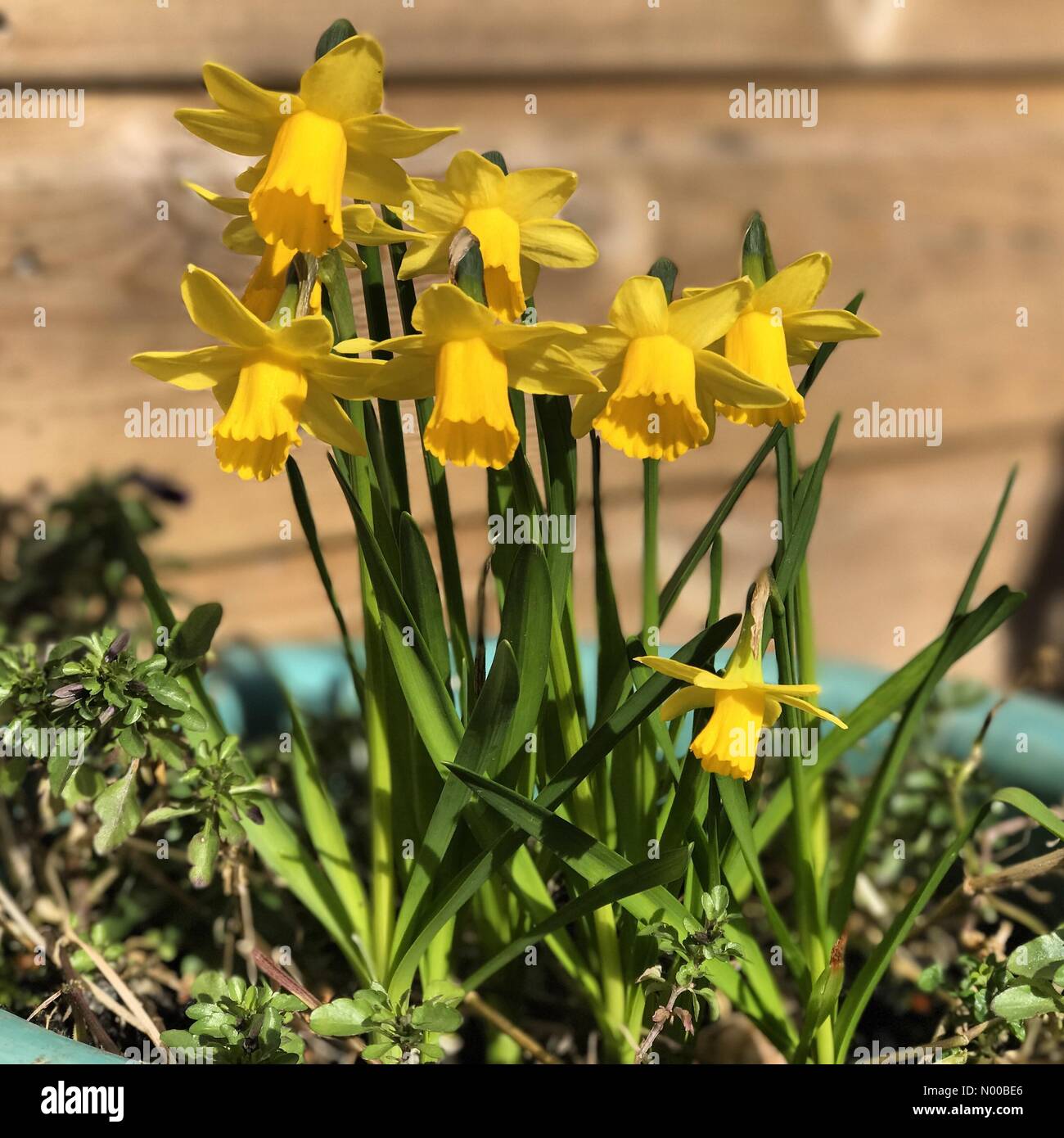 Get Sprueche sonnige Desktop Wallpaper