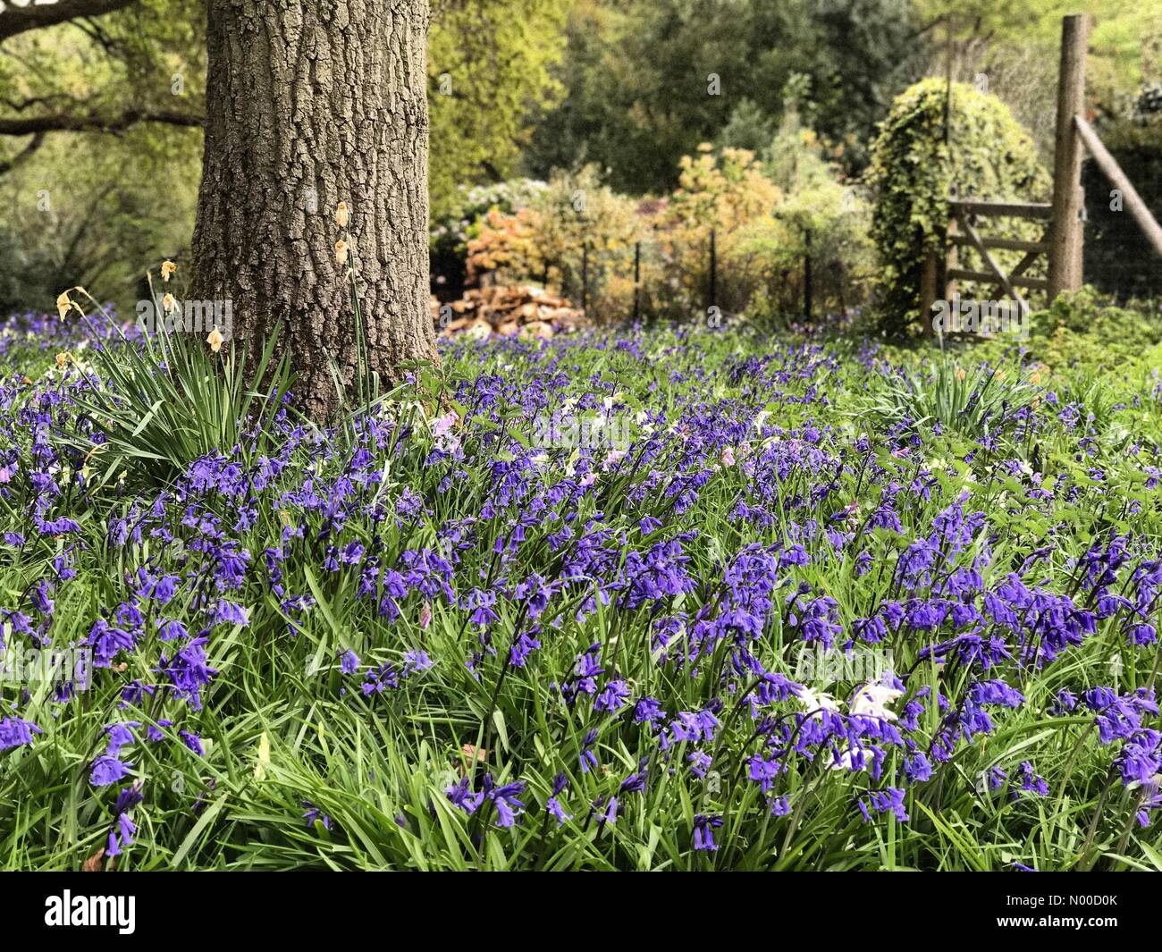 Littleford Ln, Guildford, UK. 21. April 2017. Großbritannien Wetter: Bewölkt, in Wonersh. Blackheath Common, Wonersh. 21. April 2017. Hochdruck antizyklonalen Wetter brachte heute bewölkten Bedingungen zu den Home Counties. Glockenblumen in Wonersh in Surrey. Bildnachweis: Jamesjagger/StockimoNews/Alamy Live-Nachrichten Stockfoto